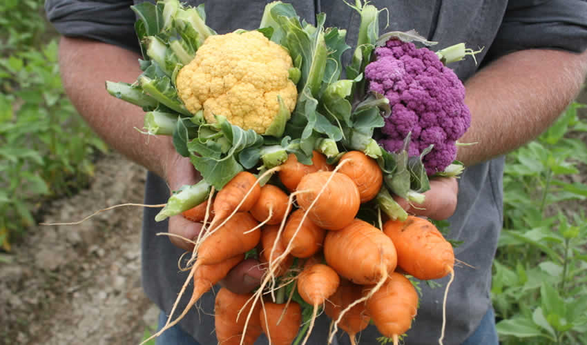 farmer-holding-organically-grown-produce